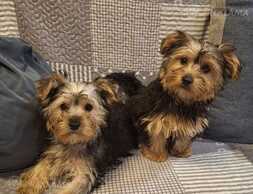 Yorkshire Terrier puppies - MM.LV