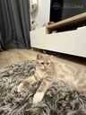 Beautiful Scottish Straight kittens for sale. - 2 Beautiful Scottish Straight kittens for sale. - MM.LV - 2