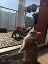 Beautiful Scottish Straight kittens for sale. - 3 Beautiful Scottish Straight kittens for sale. - MM.LV - 3