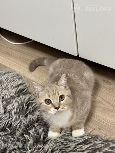 Beautiful Scottish Straight kittens for sale. Beautiful Scottish Straight kittens for sale. - MM.LV