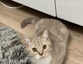 Beautiful Scottish Straight kittens for sale. - 1 Beautiful Scottish Straight kittens for sale. - MM.LV - 1
