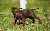 Продаются щенки питбуля. Купить питбуля Латвия - 6 Продаются щенки питбуля. Купить питбуля Латвия - MM.LV - 6