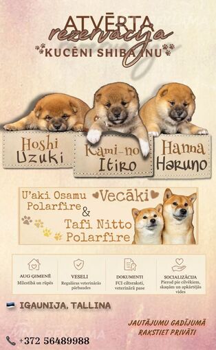 Atvērta rezervācija - Shiba Inu kucēni - MM.LV