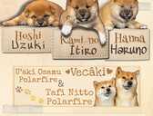 Atvērta rezervācija - Shiba Inu kucēni - MM.LV - 1