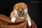 Atvērta rezervācija - Shiba Inu kucēni - MM.LV - 4
