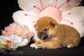 Atvērta rezervācija - Shiba Inu kucēni - MM.LV - 5