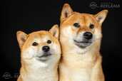 Atvērta rezervācija - Shiba Inu kucēni - MM.LV - 6