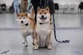 Atvērta rezervācija - Shiba Inu kucēni - MM.LV - 7