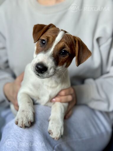 Jack Russell male, fci - MM.LV