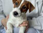Jack Russell male, fci - MM.LV - 1