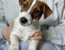 Jack Russell male, fci - MM.LV