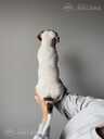 Jack Russell male, fci - MM.LV - 2