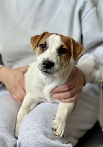 Jack Russell male, fci - MM.LV