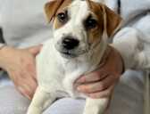 Jack Russell male, fci - MM.LV - 1