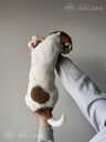 Jack Russell male, fci - MM.LV - 2