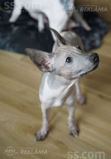 American hairless terrier - MM.LV