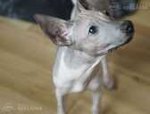American hairless terrier - MM.LV - 1