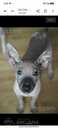 American hairless terrier - MM.LV - 2