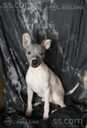 American hairless terrier - MM.LV - 3
