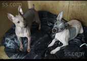American hairless terrier - MM.LV - 4