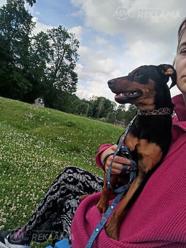 Atdodu suni labas rokās Atdodu suni labas rokās - MM.LV