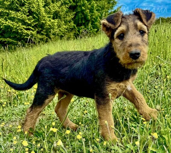 Sell airedale puppies - MM.LV