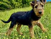 Sell airedale puppies - MM.LV - 1