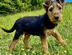 Sell airedale puppies - MM.LV