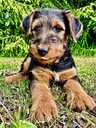 Sell airedale puppies - MM.LV - 2