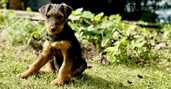 Sell airedale puppies - MM.LV - 3