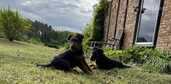 Sell airedale puppies - MM.LV - 4