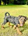 Sell airedale puppies - MM.LV - 5