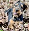 Sell airedale puppies - MM.LV - 6