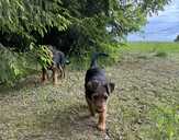 Sell airedale puppies - MM.LV - 7