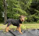Sell airedale puppies - MM.LV - 8
