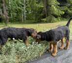 Sell airedale puppies - MM.LV - 9