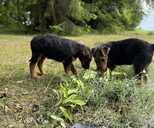 Sell airedale puppies - MM.LV - 10