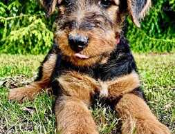Sell airedale puppies - MM.LV