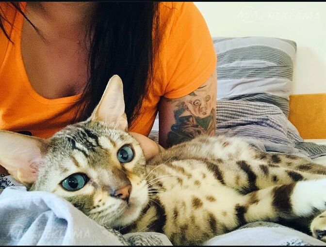 Бенгальский кот Бенгальский кот - MM.LV