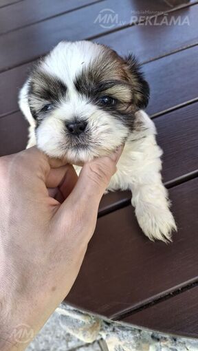 Perfect Shih Tzu puppies - MM.LV