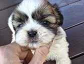 Perfect Shih Tzu puppies - MM.LV - 1