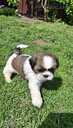 Perfect Shih Tzu puppies - MM.LV - 2