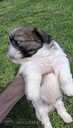 Perfect Shih Tzu puppies - MM.LV - 3