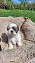 Perfect Shih Tzu puppies - MM.LV - 4