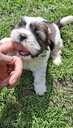 Perfect Shih Tzu puppies - MM.LV - 5