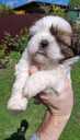 Perfect Shih Tzu puppies - MM.LV - 6