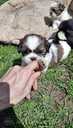 Perfect Shih Tzu puppies - MM.LV - 7