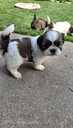 Perfect Shih Tzu puppies - MM.LV - 8