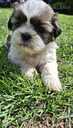 Perfect Shih Tzu puppies - MM.LV - 9