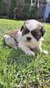 Perfect Shih Tzu puppies - MM.LV - 10